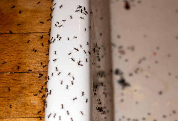 Best Mosquito Control Services  in Vandalia, MO