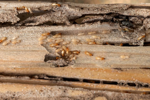 Best Pest Control for Homes  in Vandalia, MO